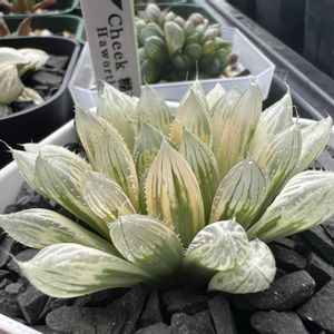 多肉植物,ハオルチア属,ハオルシア属     ,多肉中毒,ガチンコハオルチアクラブの画像