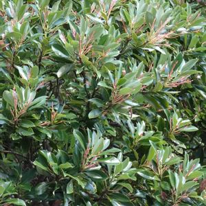 タブノキ,御神木,常緑高木,クスノキ科,われら樹木探検隊の画像