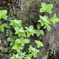 クリンソウ,ゴゼンタチバナ,タカネバラ,ハクサンイチゲの画像