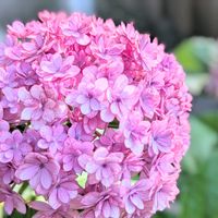 アジサイ てまりてまり,お花,ピンクの花,てまりてまり,アジサイ　紫陽花の画像