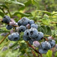 ブルーベリー,ブルーベリー,ブルーベリー,ローズマリー,ローズマリーの画像