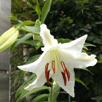 鉢植え,ガーデニング,散策,真夏日,お盆の画像