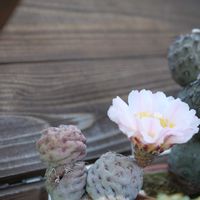 サボテン,テフロカクタス ゲオメトリクス,多肉植物,観葉植物,鉢植えの画像