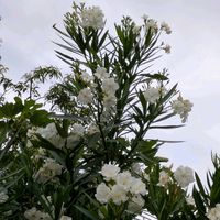 アジサイ,ガウラ,フロックス,キョウチクトウ,ヒカダマの花の画像