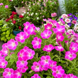 センニチコウ ストロベリーフィールド,千日紅 エレスチャル,センニチコウ エレスチャル,センニチコウ エレスチャル,ゴンフレナ・ラブラブラブの画像