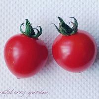 ミニトマト,ミニトマト トマトベリーガーデン,かわいいな♡,初収穫,植物のある暮らしの画像