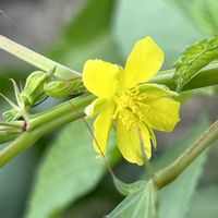 モロヘイヤの花,小さな花,黄色い花,iPhone撮影,ホッコリの画像