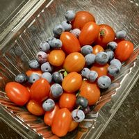 ブルーベリー,ブルーベリー,ミニトマト,花のある暮らし,千葉県の画像