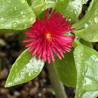 ルドベキア,ベビーサンローズ,ビアホップ ,花月錦,ホヤリップカラーの画像