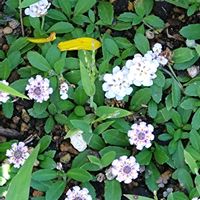 ヒメイワダレソウ,庭の花,GSに感謝。,お花のある暮らし,チーム新潟の画像