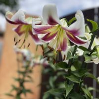 ユリ,ササユリ,ネタ切れ,品種分からずの画像