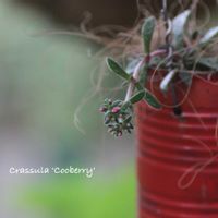 クーベリー(クラッスラ)の画像