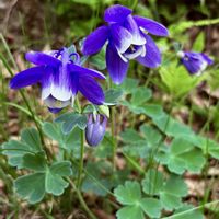 ミヤマオダマキ,ハクサンシャクナゲ,マイヅルソウ,ズダヤクシュ,変形菌の画像