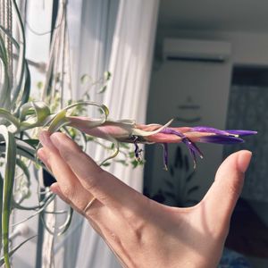 チランジア,ハリシー,花芽,エアープランツ/チランジアの画像
