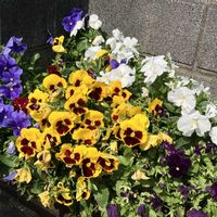 ビオラ,ビオラ,暑い！,熱中症注意,毎日楽しくの画像