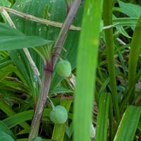 アマドコロ,ゴモジュ(胡麻樹),服部緑地都市緑化植物園の画像