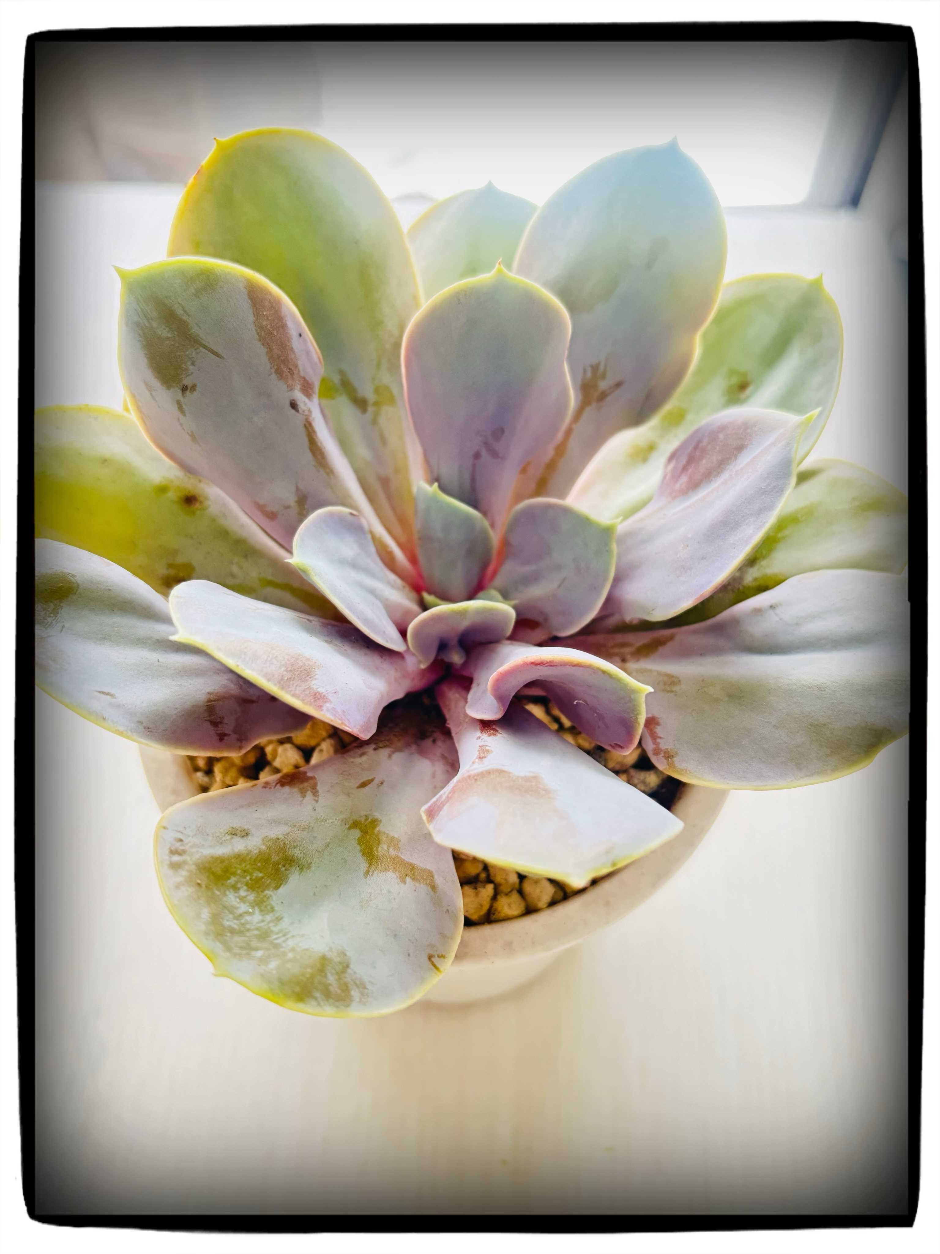 ヴァルキュリートランペットの一覧｜🍀GreenSnap（グリーンスナップ）