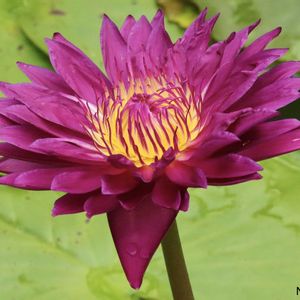 熱帯スイレン,熱帯スイレン,熱帯睡蓮　ブルズアイ,温室,神代植物公園の画像