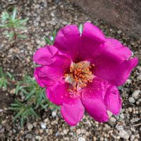 マツバボタン,マツバボタン,花壇,松葉牡丹,玄関アプローチの画像