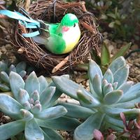 寄せ植え,多肉植物,ベランダガーデン,癒し,カット挿しの画像