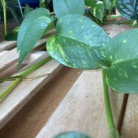 ゴールデンポトス,ゴールデンポトス,観葉植物,サトイモ 科,エピプレムヌム属の画像