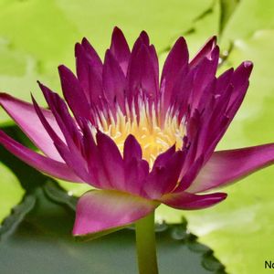 熱帯スイレン,熱帯スイレン,熱帯睡蓮デビンMAメディロス,温室,神代植物公園の画像