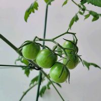 とうがらし,バジル,ミニトマト,枝豆,窓際の画像