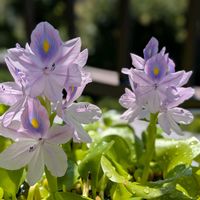 小玉スイカ,収穫,開花中,キュウリ♪,癒し❤の画像