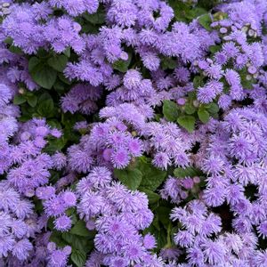 アゲラタム,花のある暮らし,緑のある暮らし,イングリッシュガーデン,チーム長野の画像