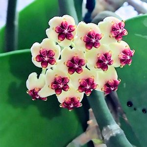 ホヤ ケリー,ハートホヤ,多肉植物,観葉植物,紅葉する多肉の画像