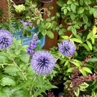 ルリタマアザミ,❀すず❀花壇の画像