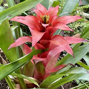グズマニア,グズマニア,グズマニア,グズマニア,観葉植物の画像