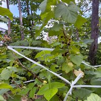 カシス,黒すぐり　カシス　ブラックカラント,田舎暮らし,北海道,北海道の庭の画像