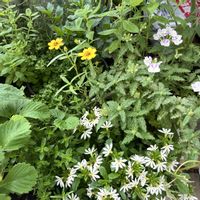 ジニア,タイム,レモンバーベナ,パセリ,サンクエールの画像