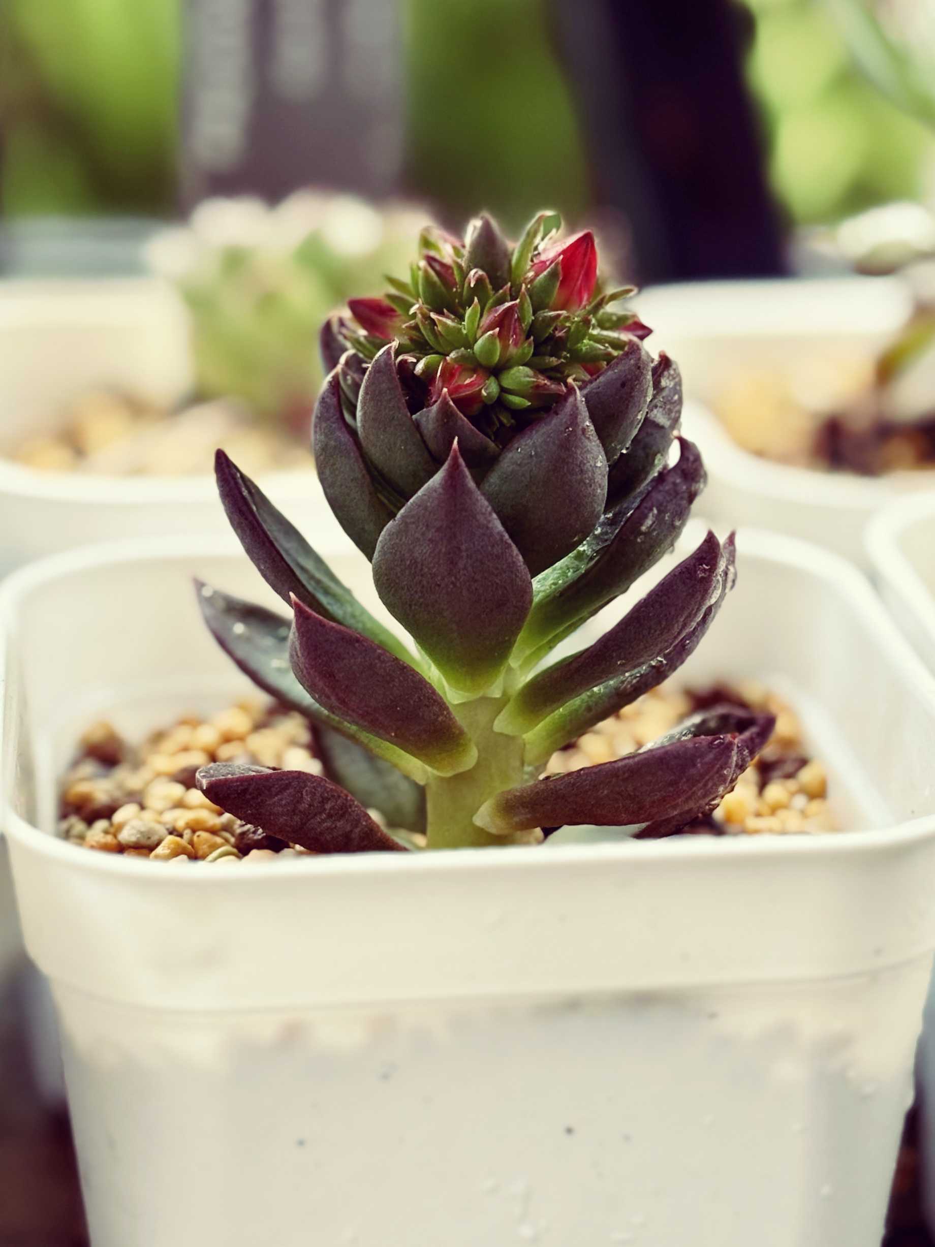 ブラックプリンスの育て方｜日当たりや水やり頻度は？植え替えは