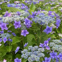 アジサイ,センニチコウ,パンジー・ビオラ,紫陽花,ビオラの画像