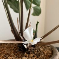 モンステラ,カラテア フレディ,カラテア フレディ,カラテア フレディ,観葉植物の画像