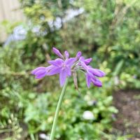 ツルバキア,かぼちゃ,キバナコスモス,フサスグリ,お写んぽの画像