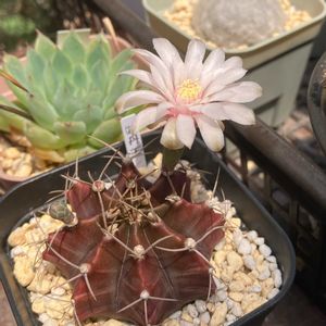サボテン,牡丹玉,多肉植物,ダイソー,多肉植物とサボテンの画像