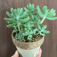 乙女心,多肉植物,多肉大好き,リメイク鉢,多肉多肉多肉の画像