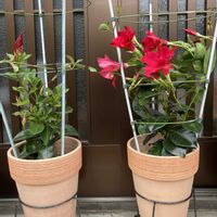 サマーラッシュモニター,ガーデニング,お花,花のある暮らし,PRの画像