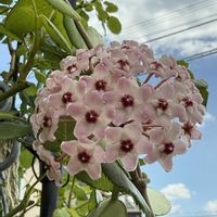 ホヤ・カルノーサ,ホヤ,かわいいな♡,お花大好き♡,キレイだな♡の画像
