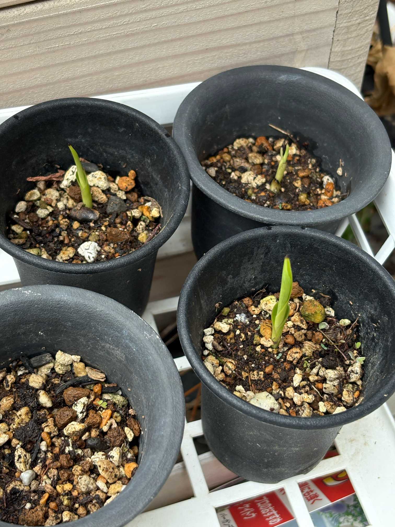 インテリアの旅人の木の種から観葉植物が育つのか実験してみた