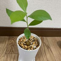 バオバブの画像