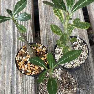 アデニウム,ダイソニウム,塊根植物,ダイソー,植物のある暮らしの画像