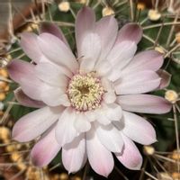 サボテン,翠晃冠,多肉植物,鉢植え,ダイソーの画像