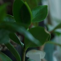 ハオルチア,多肉植物,観葉植物,塊根植物,サボテン科の画像