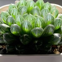 ハオルチア,多肉植物,ハオルチア属,多肉植物のある暮らし,多肉植物初心者の画像