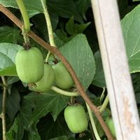 ミカン,ミニトマト,万願寺とうがらし,万願寺とうがらし,サルナシの画像