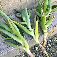 アロエ,多肉植物,ハイドロカルチャー,植物,多肉大好きの画像